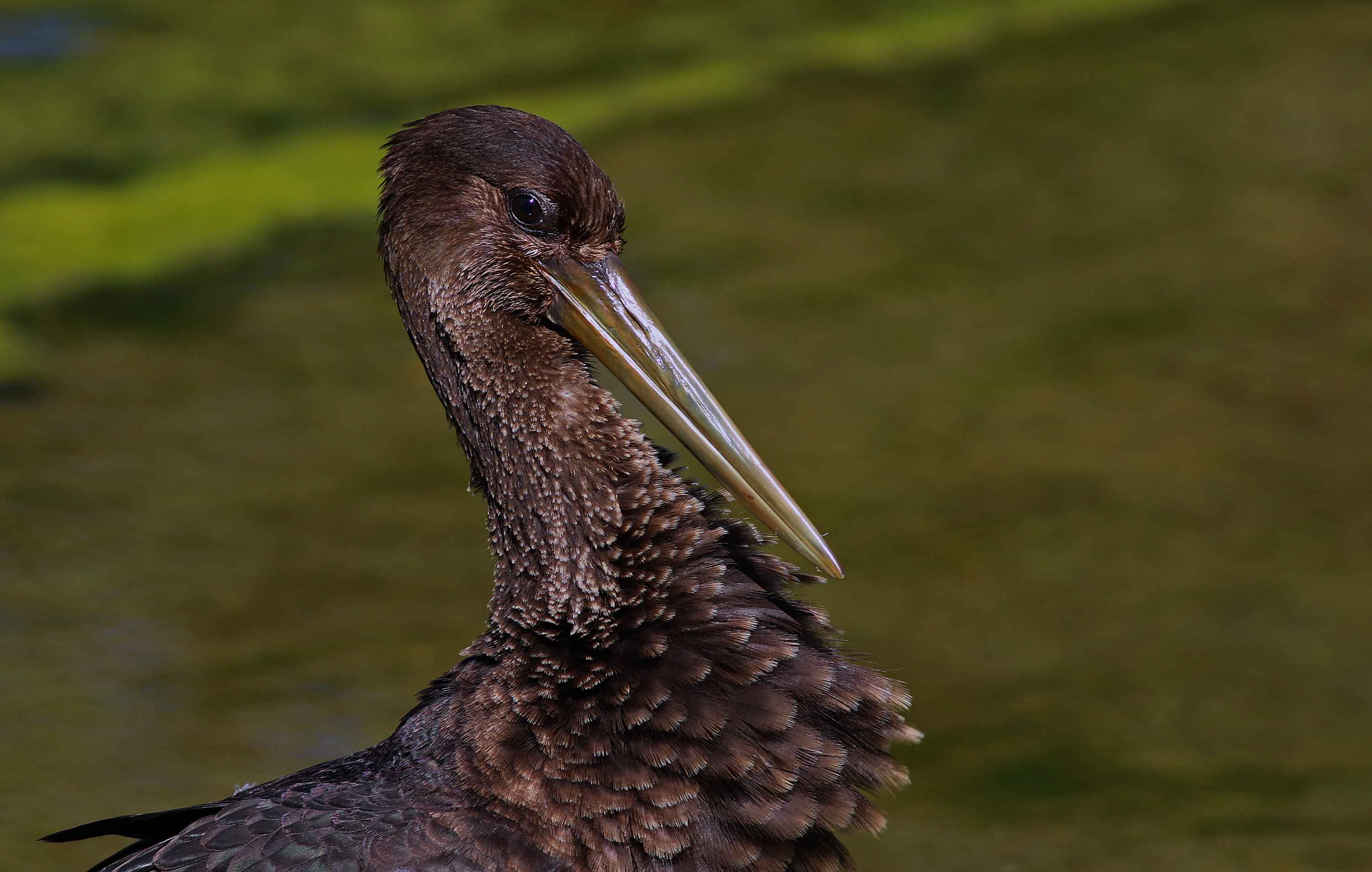 Black Stork